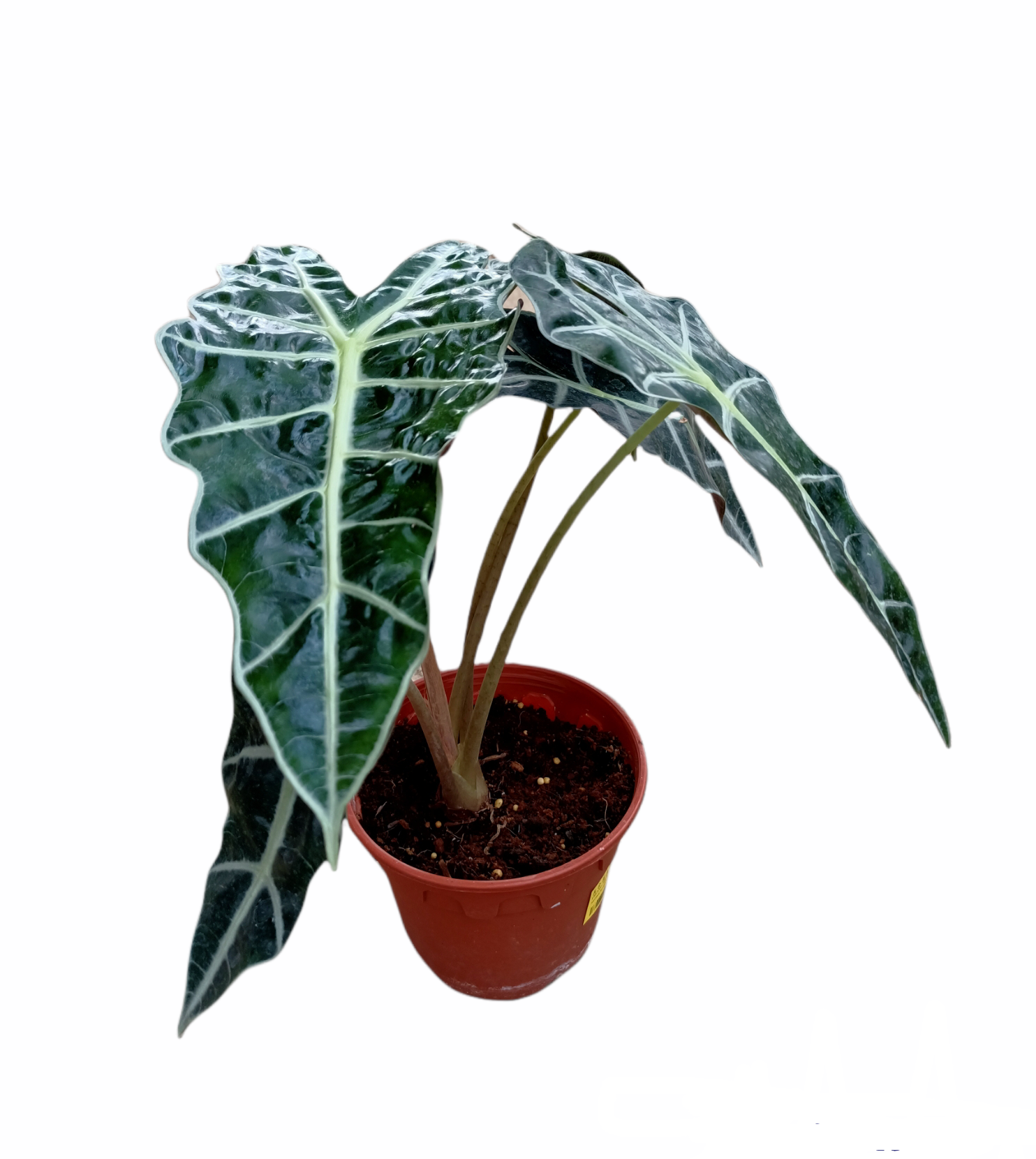 Alocasia Amazonica