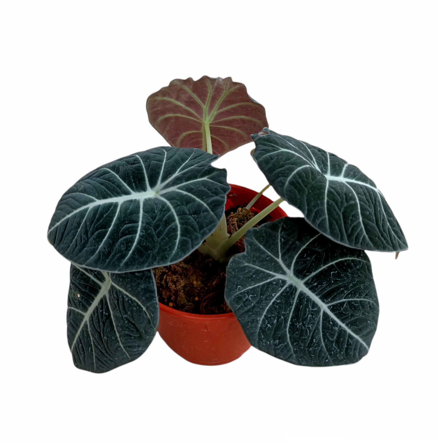 Alocasia Black Velvet