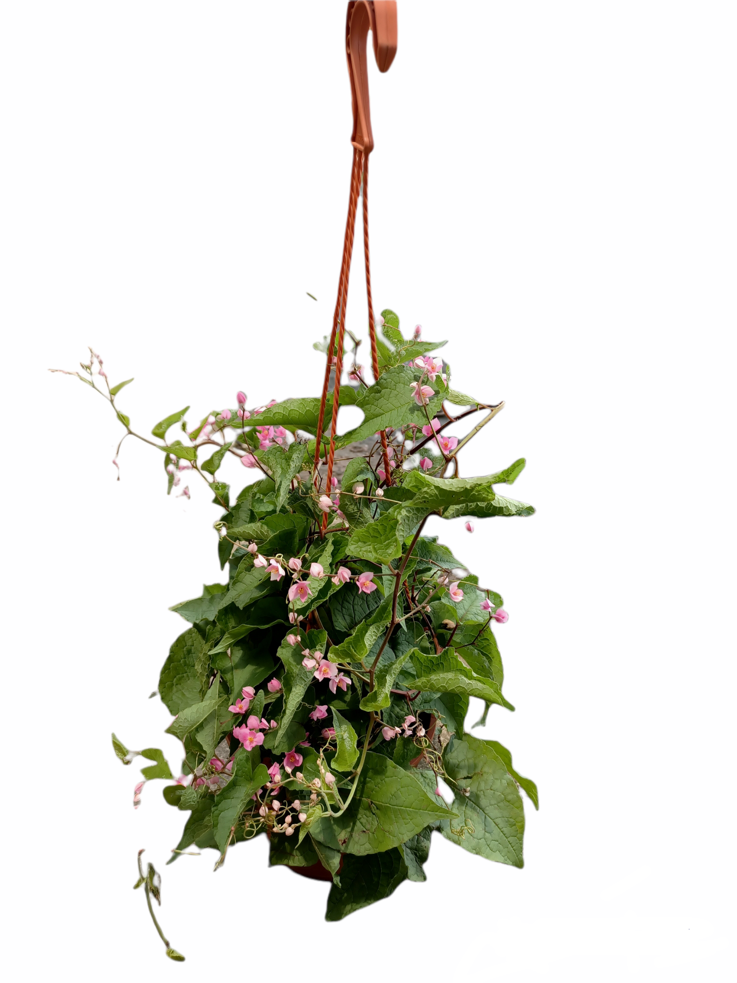 Antigonon Leptopus