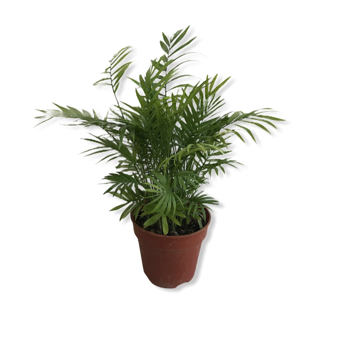 Chamaedorea seifrizii (Bamboo Palm)