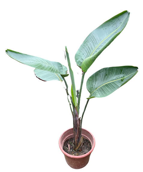 Bird of paradise 1.5mht (Strelitzia sp)