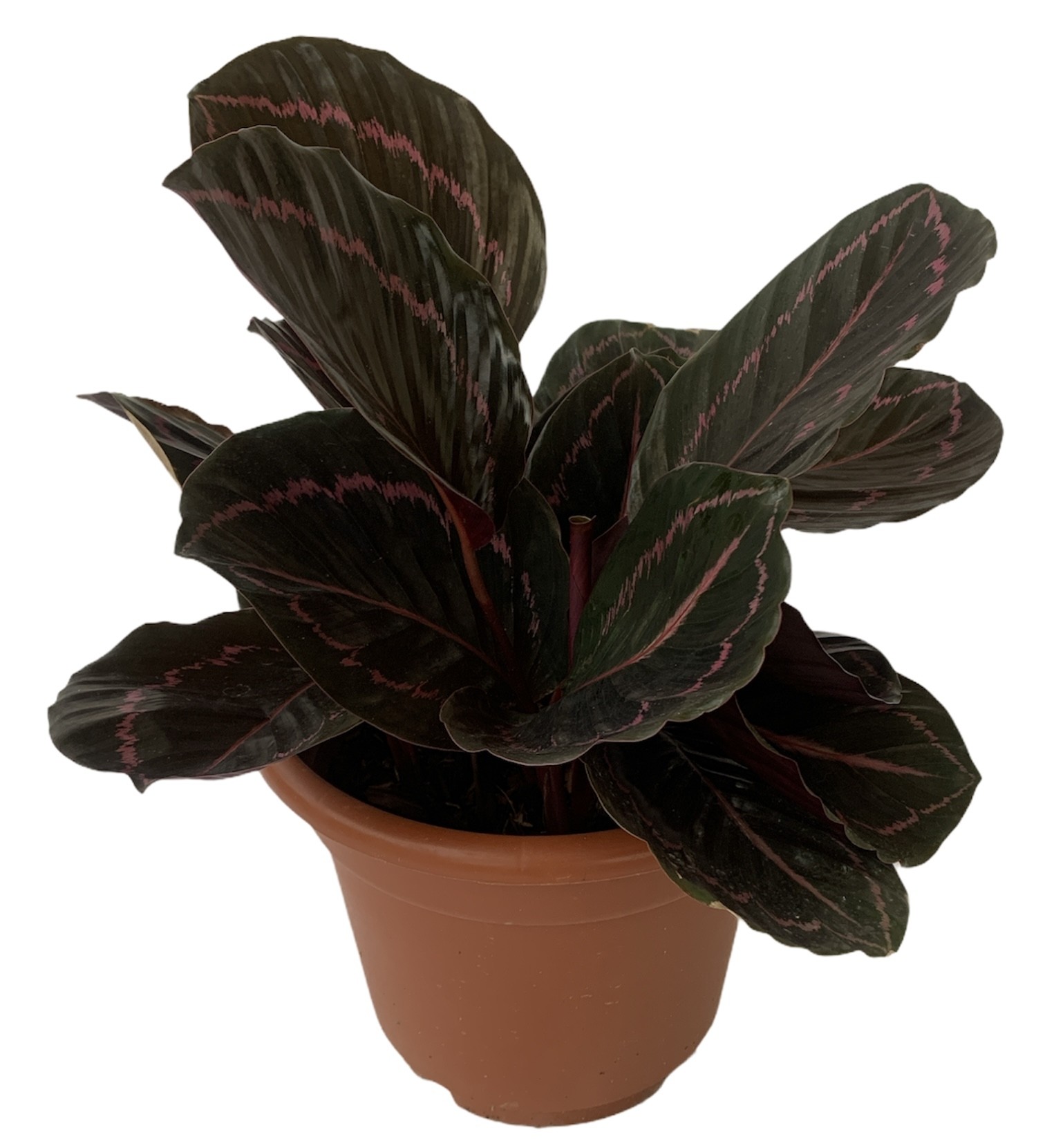 Calathea Black Rose