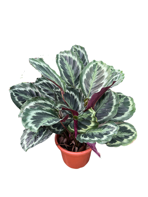Calathea Medilion