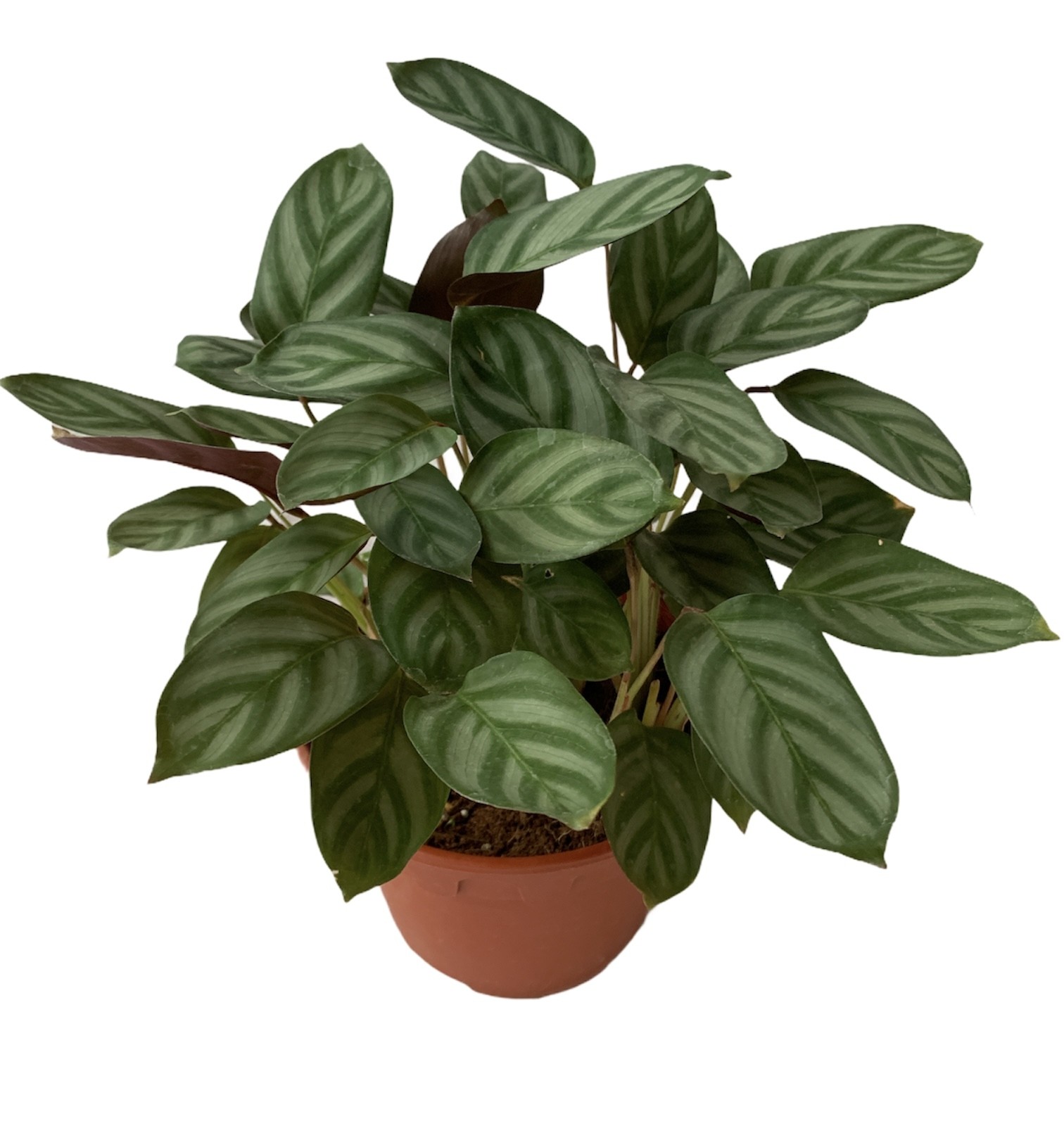 Calathea sp