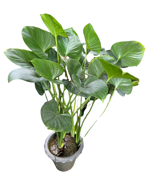 Calla Palustris (1 - 1.2mH)