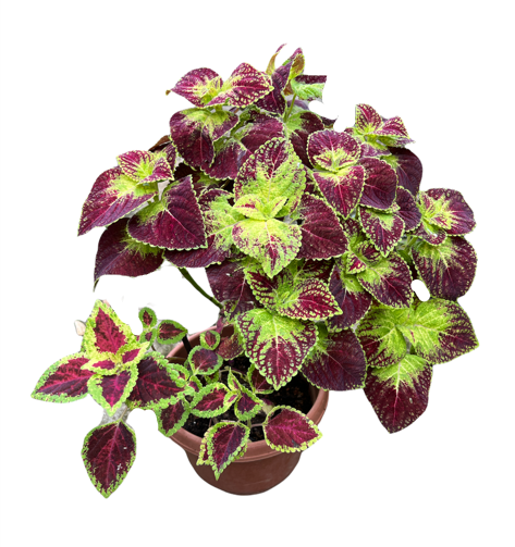 Coleus Dipt in Wine 12C