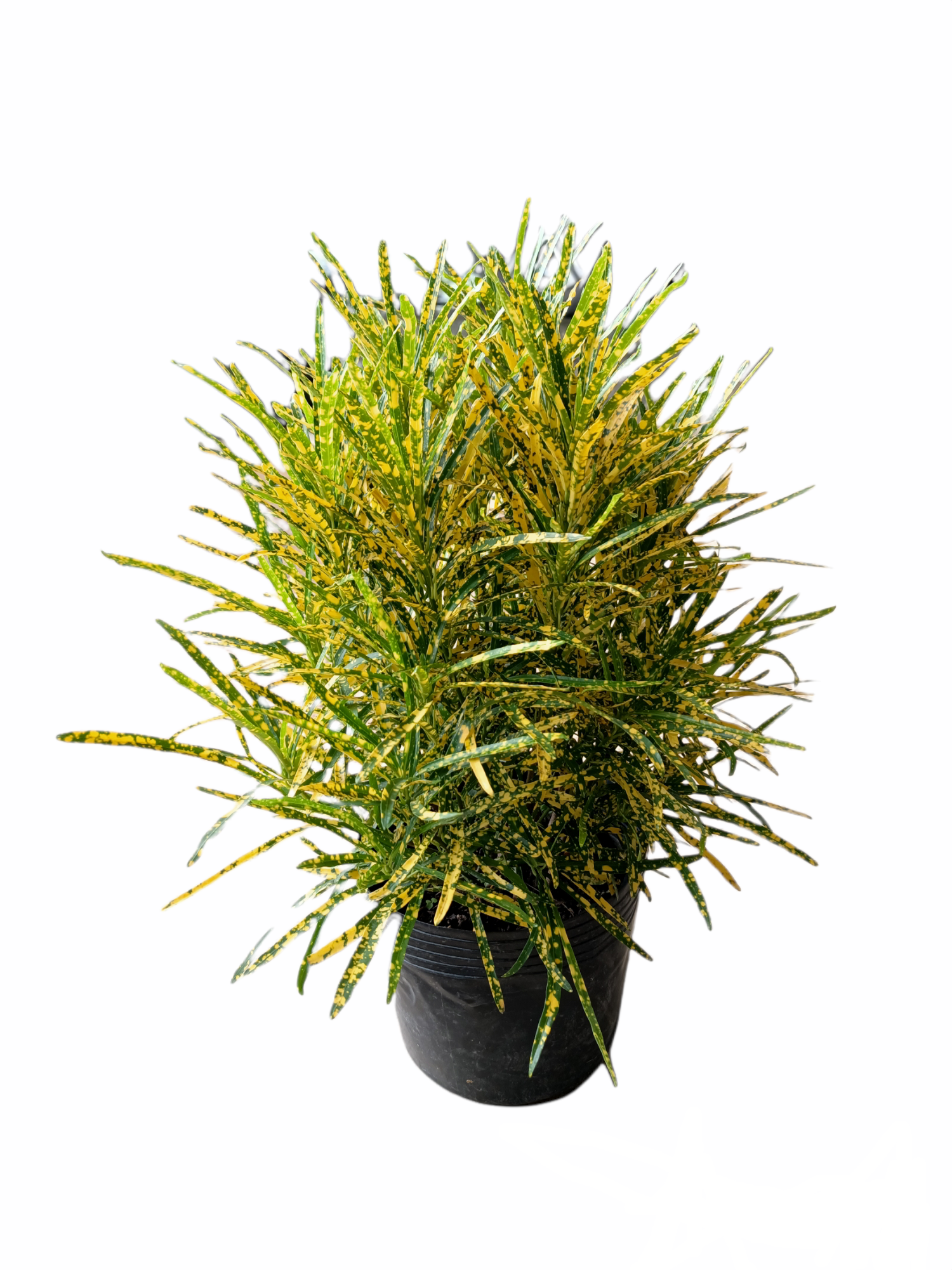 Croton 260pot