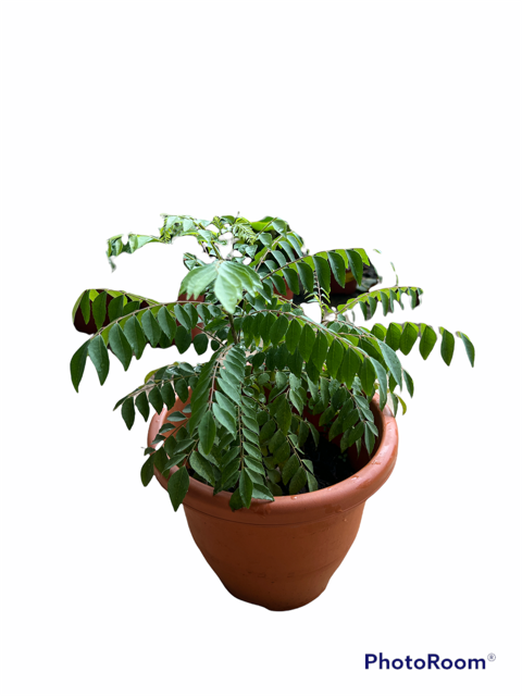 Curry Leaves No. 4