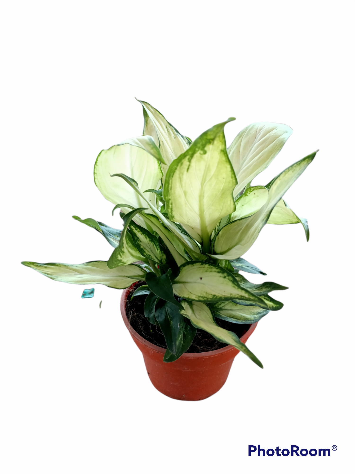 Dieffenbachia Camille 150pot