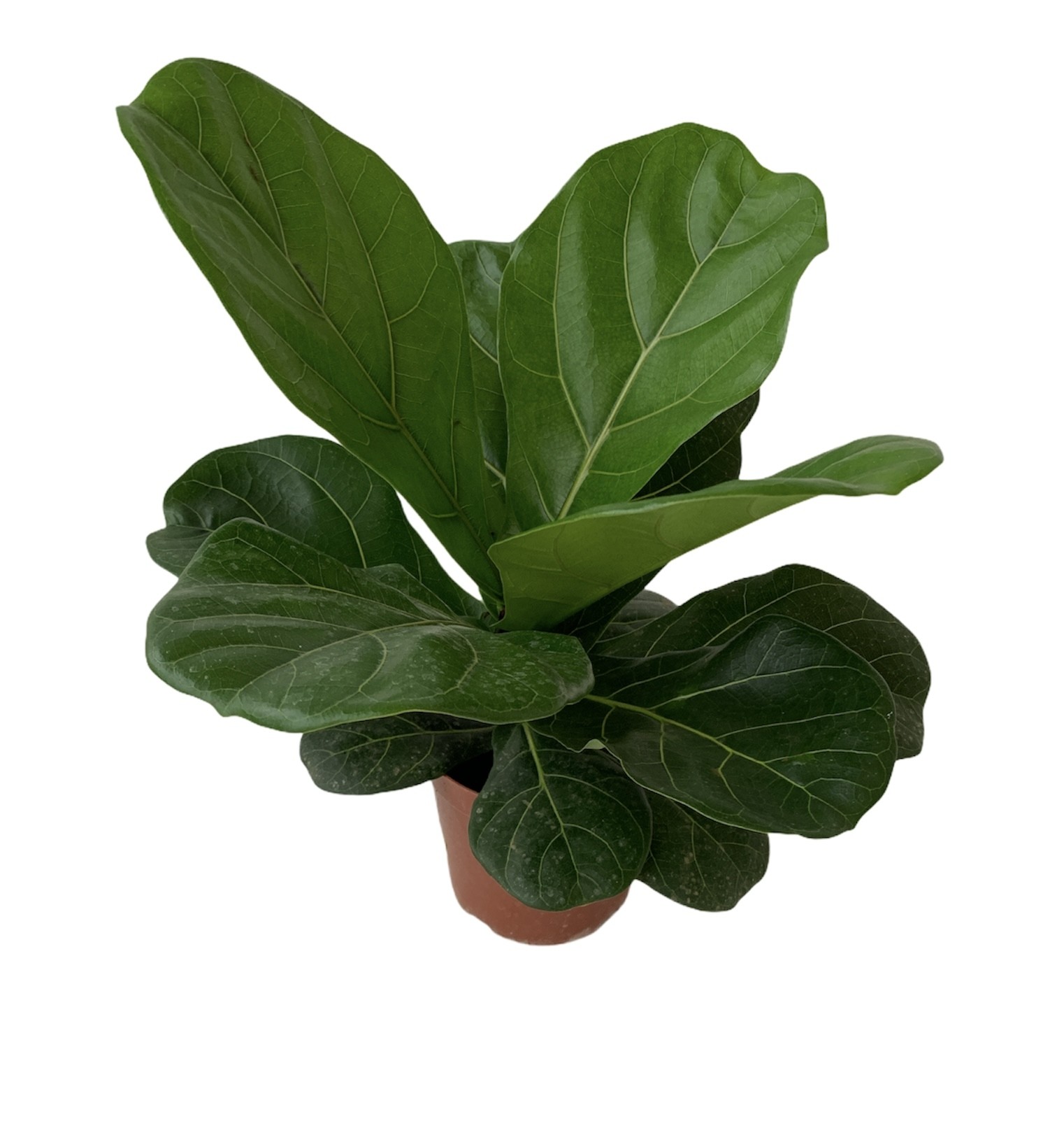 Ficus lyrata Single Stem