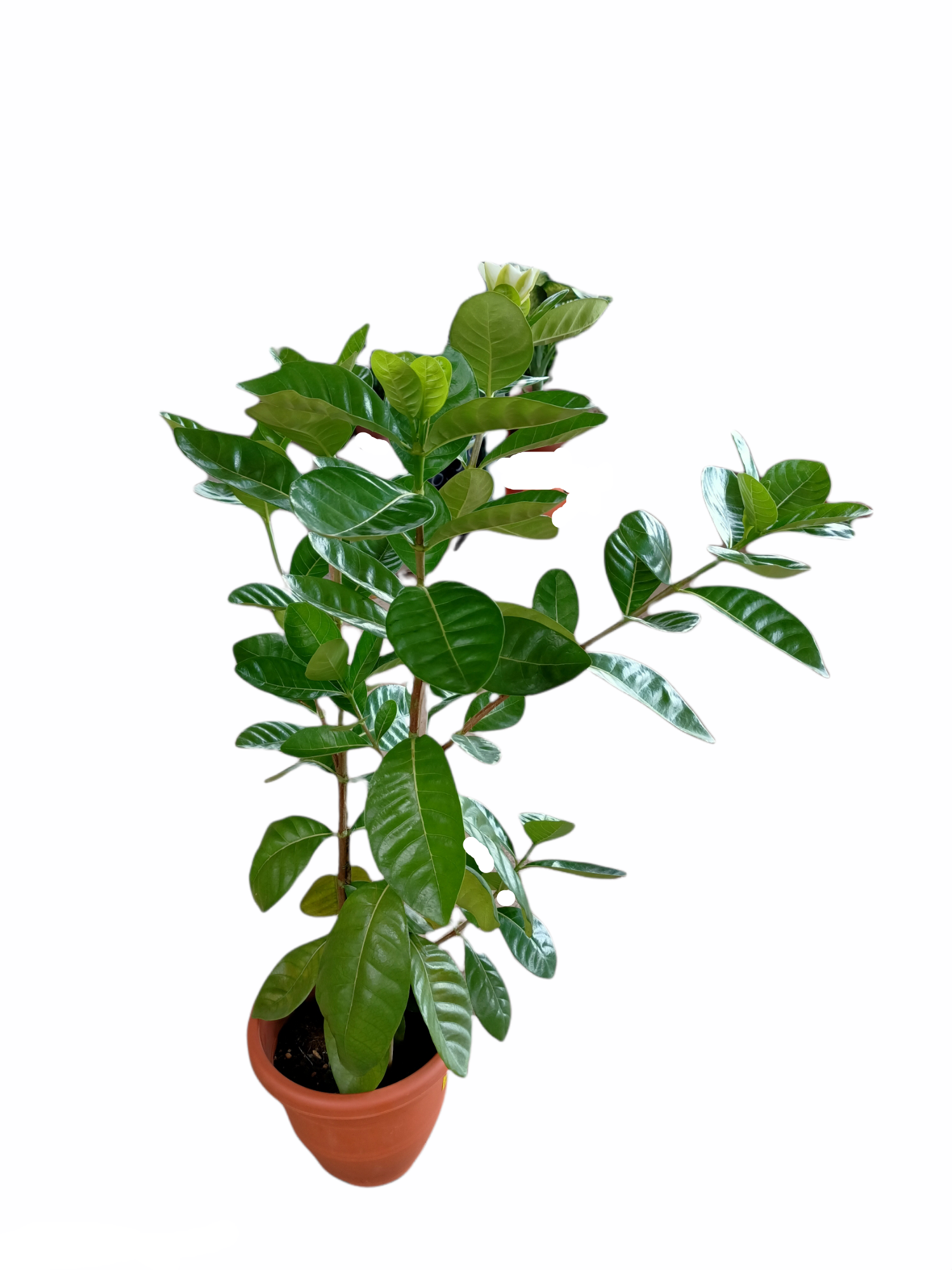 Gardenia 260pot