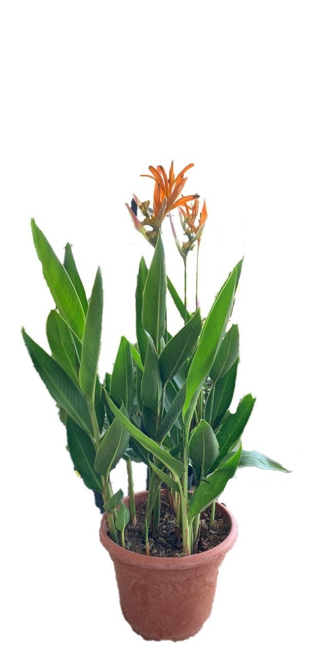 Heliconia American Dwarf