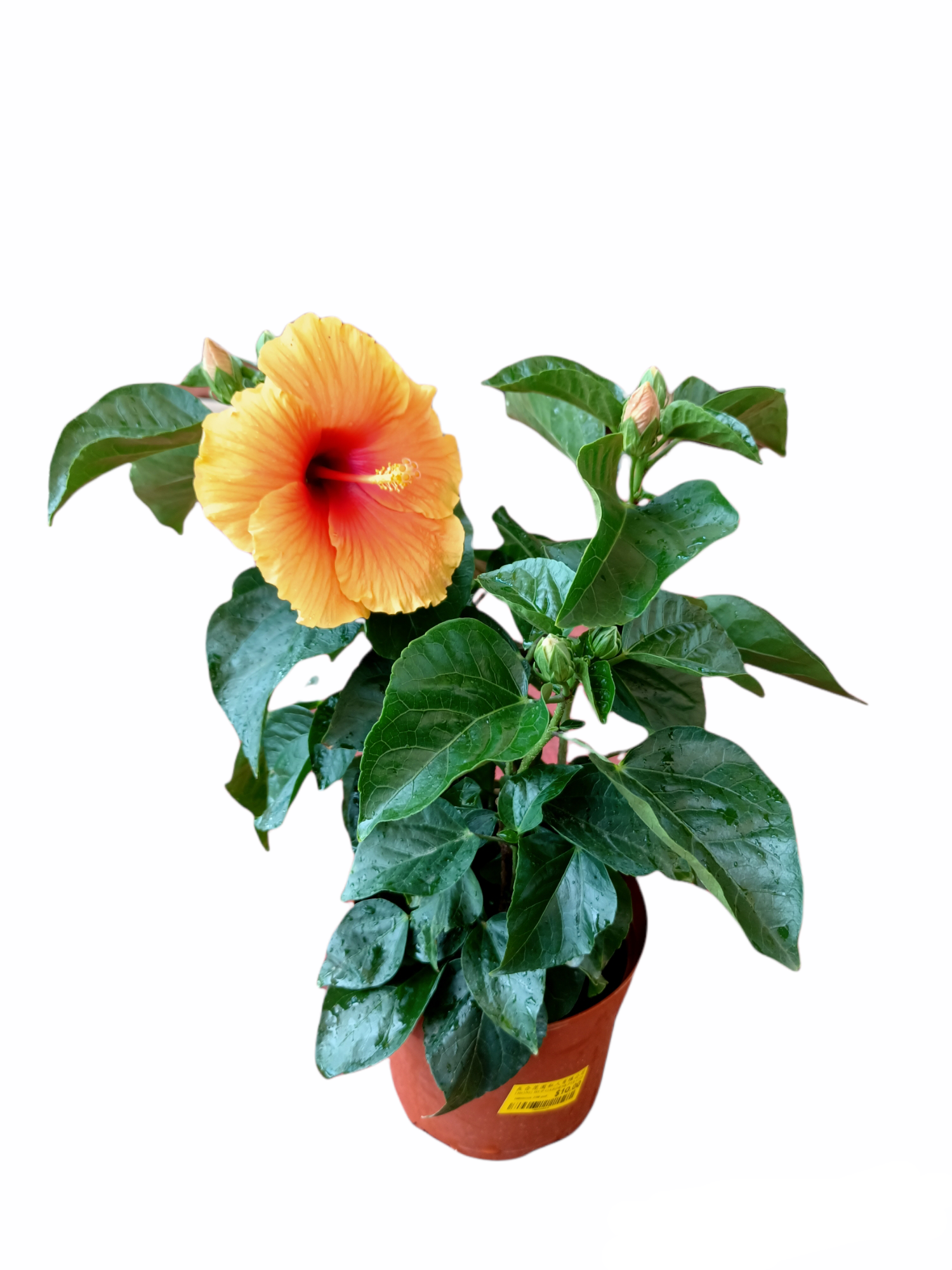 Hibiscus