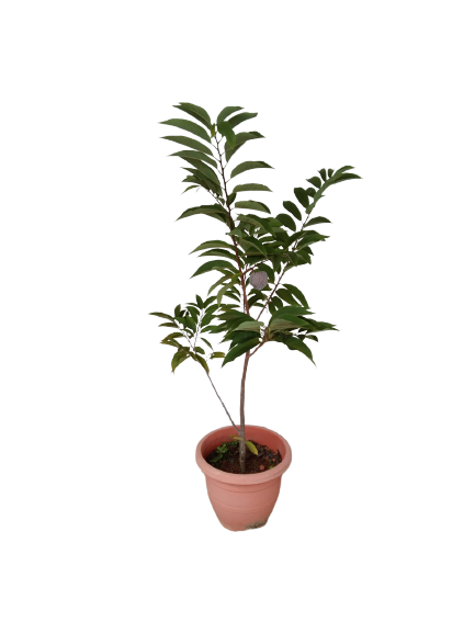 Custard Apple No 3 pot
