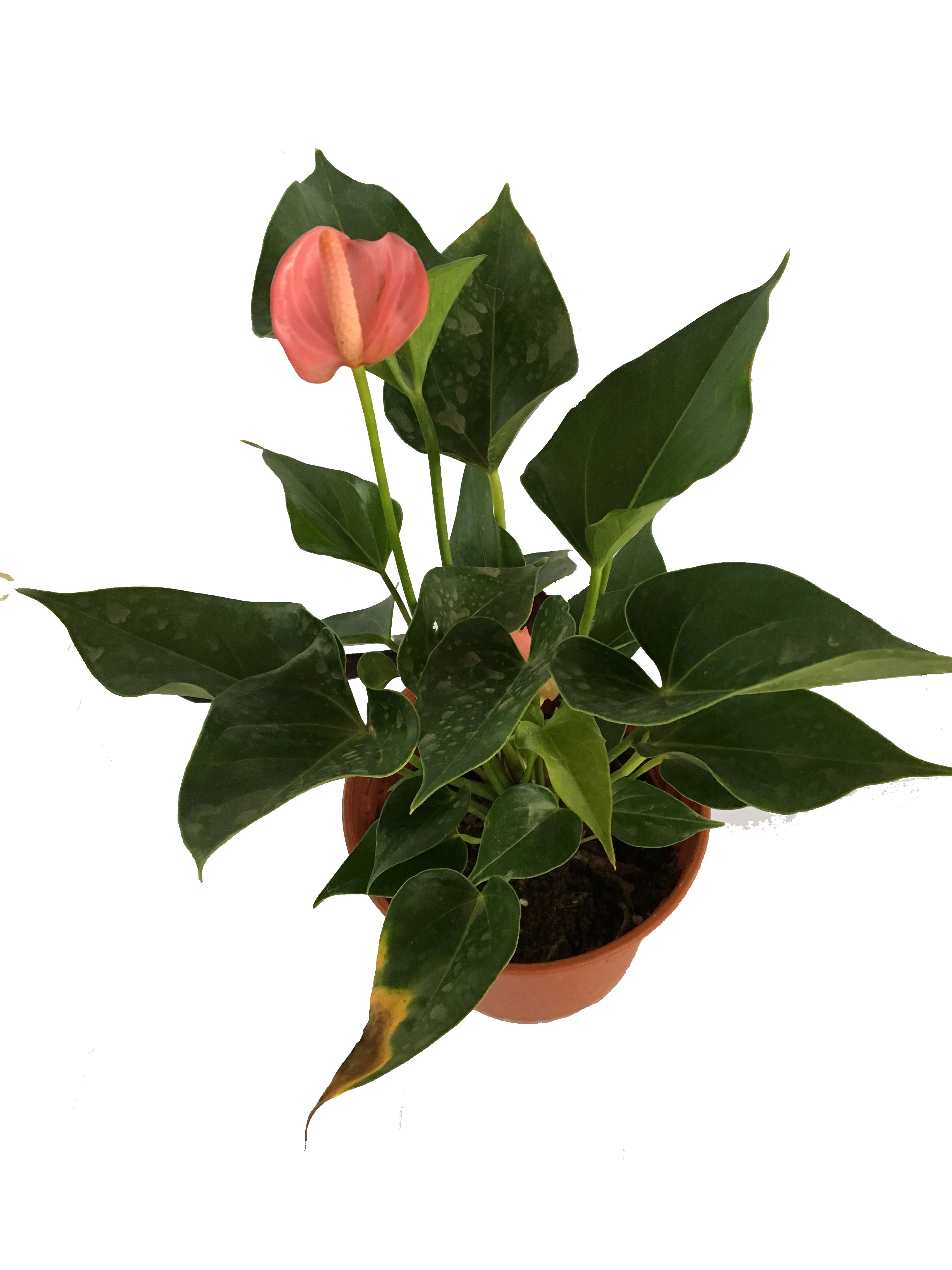 Anthurium 