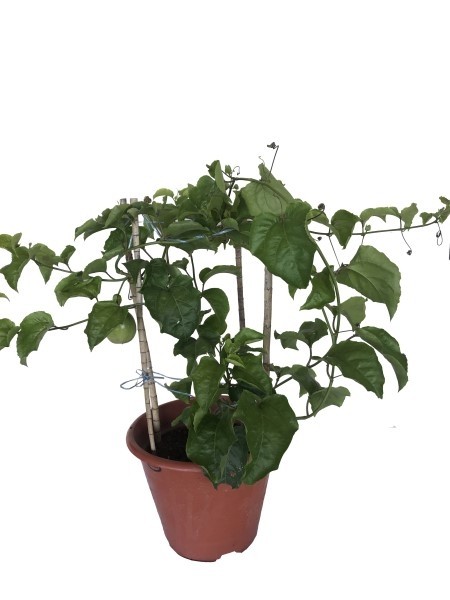 Passion Fruit No 3 pot
