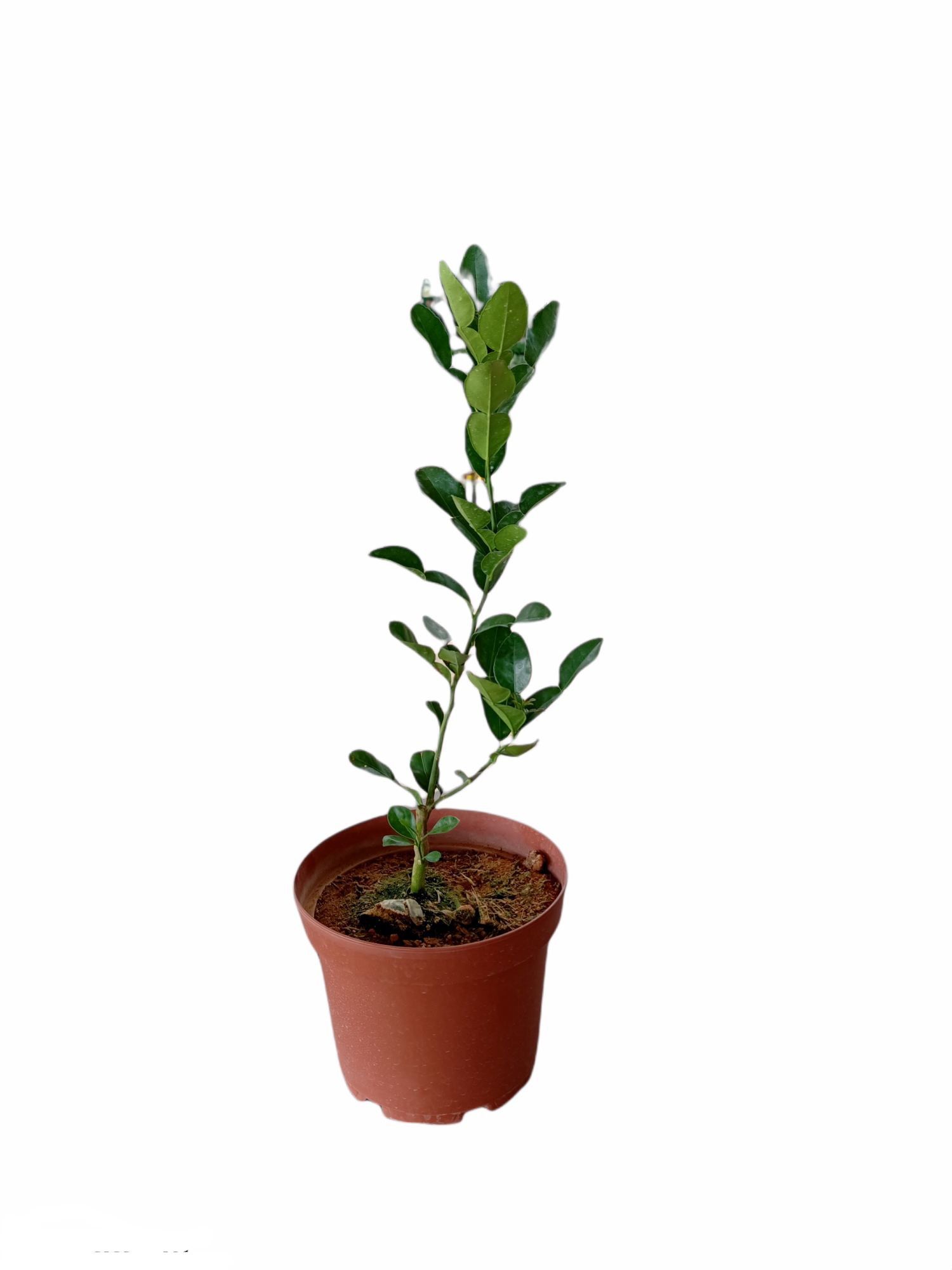 Limau purut 230pot