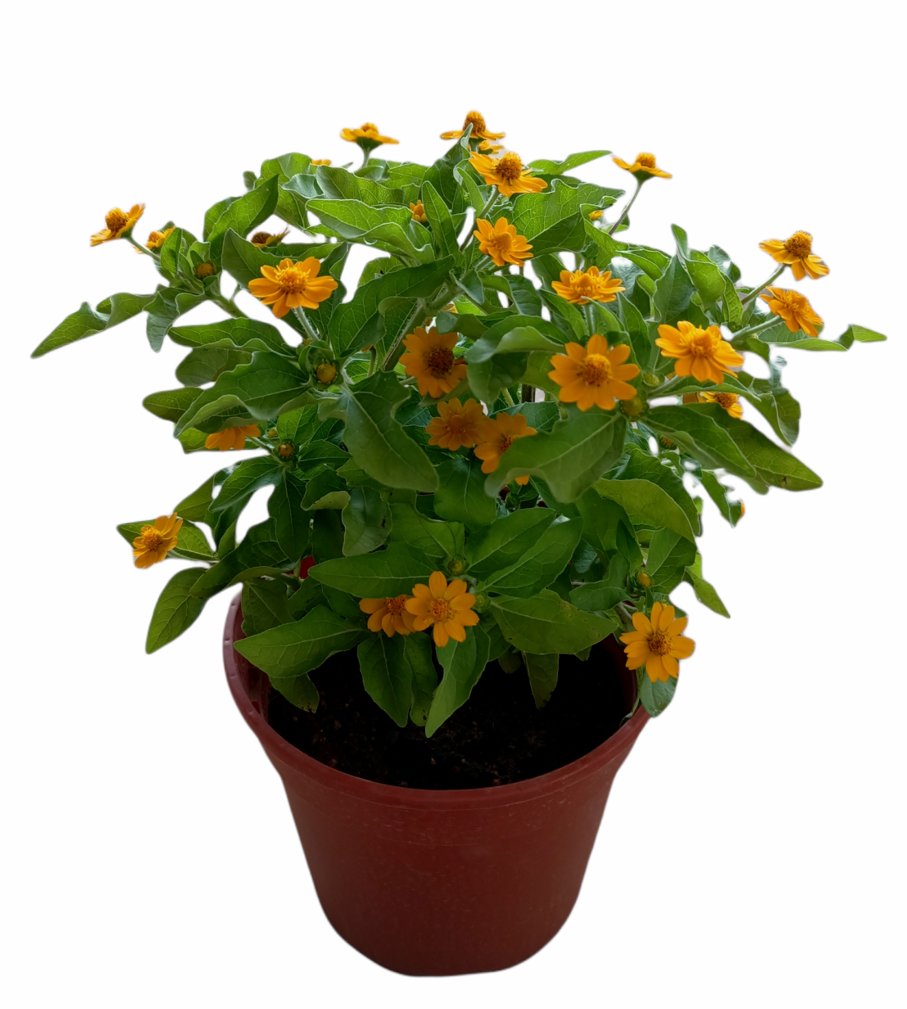 Melampodium Divaricatum (Butter Daisy)