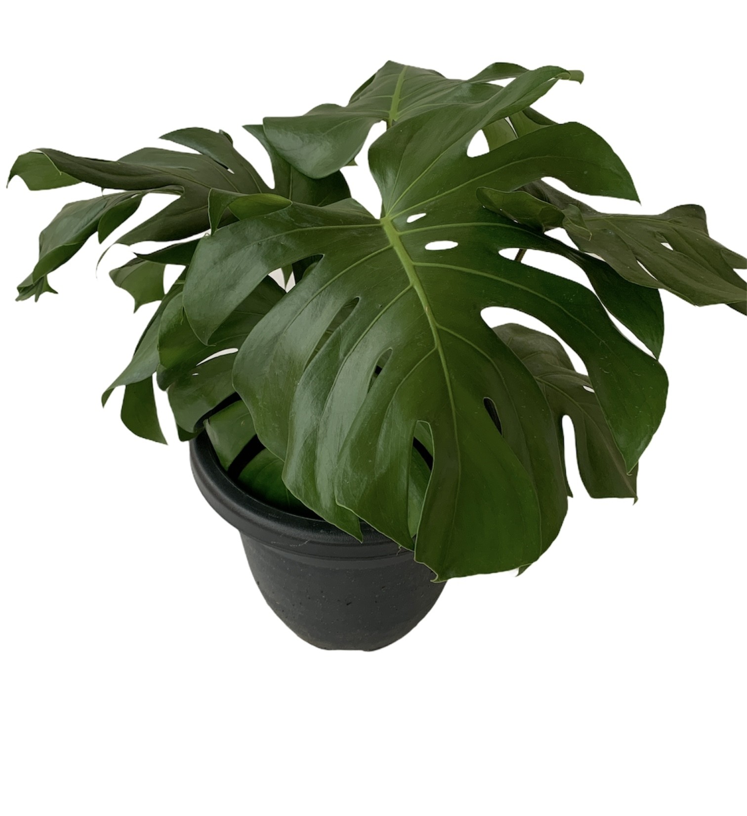 Monstera Deliciosa