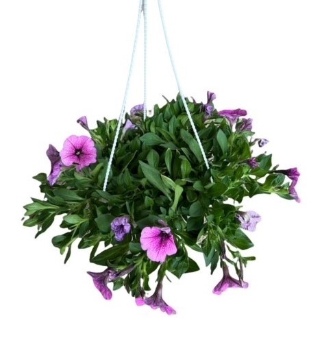 Petunia 220pot