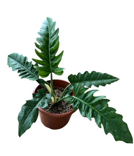 Philodendron Pluto