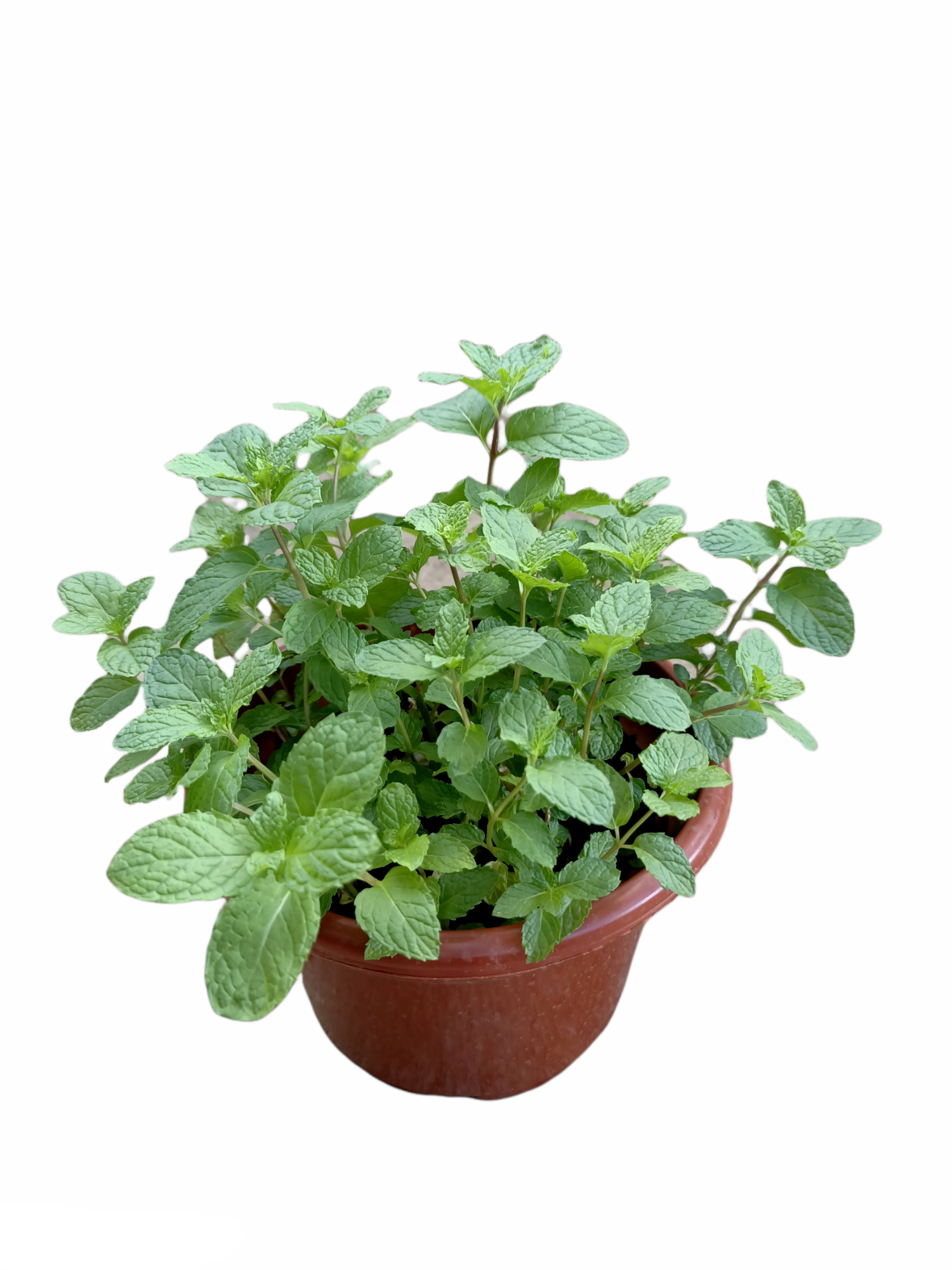 Mint