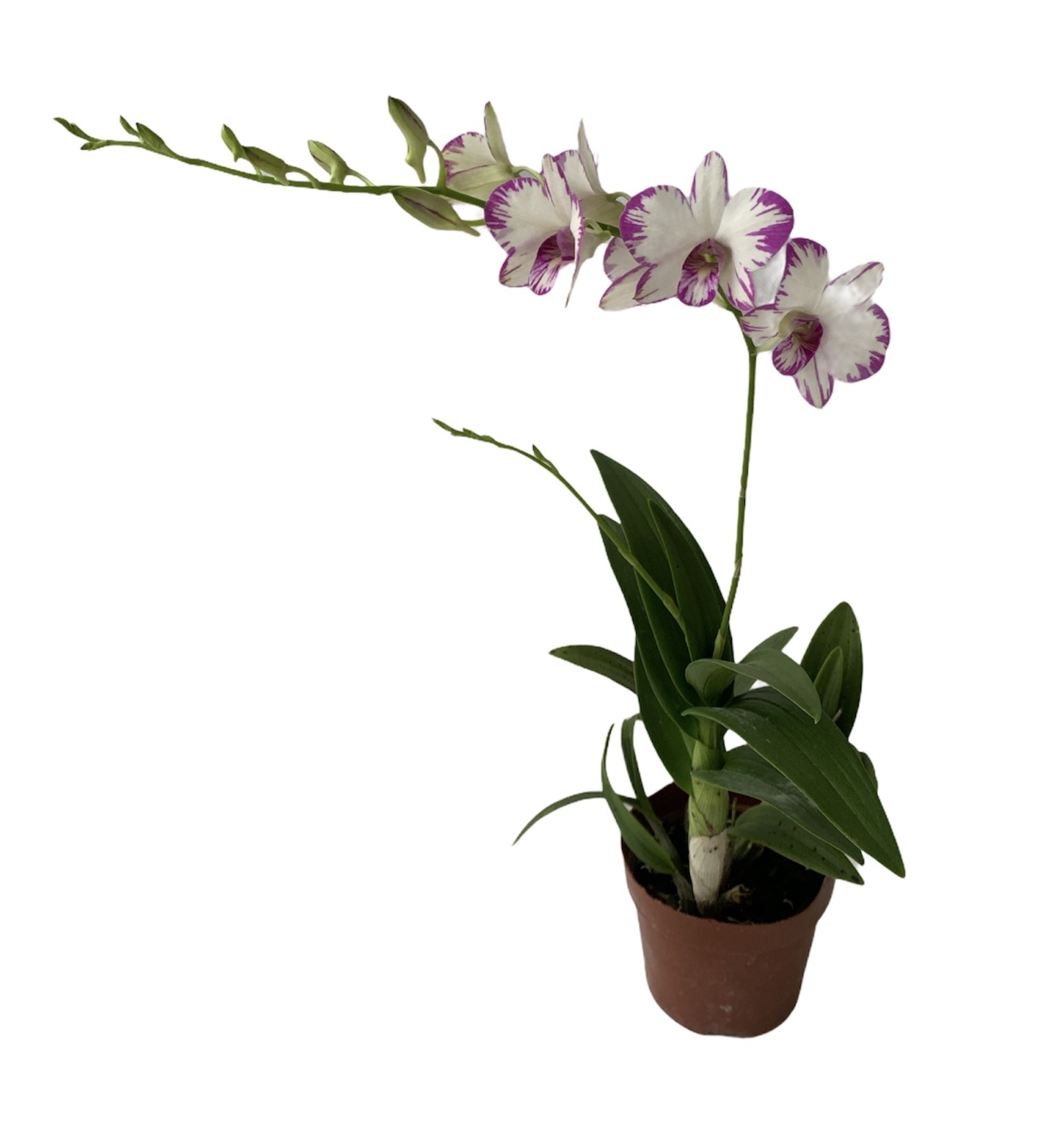 Dendrobium Mini - White with purple edges