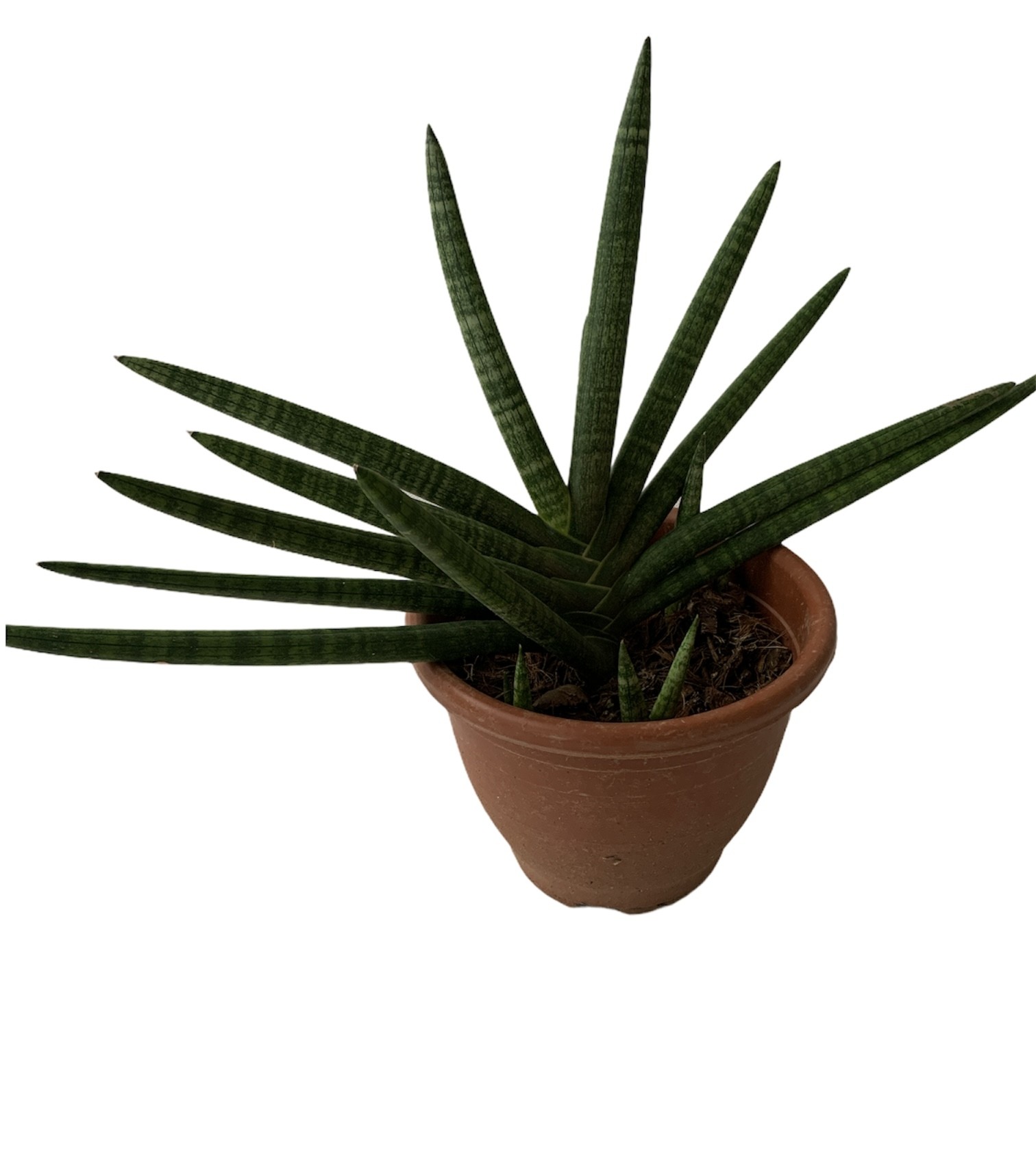 Sansevieria cylindrica