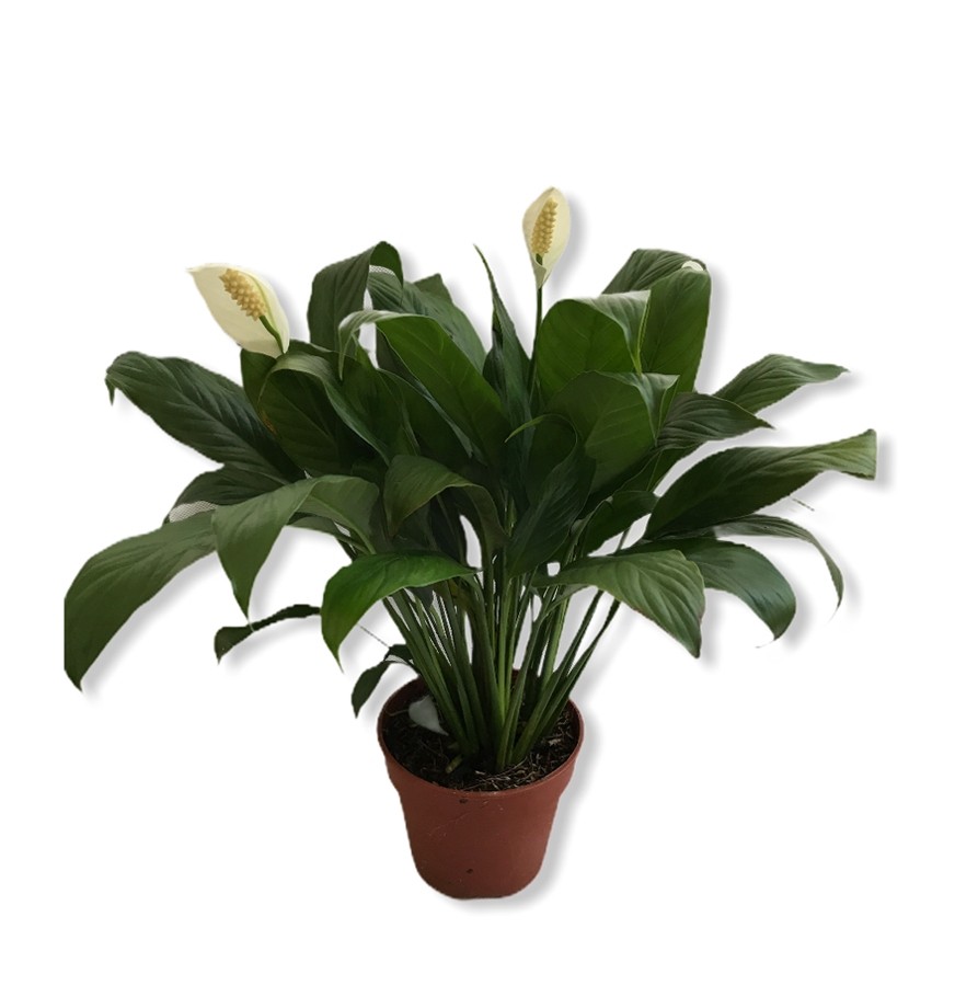 Spathiphyllum, Peace lily
