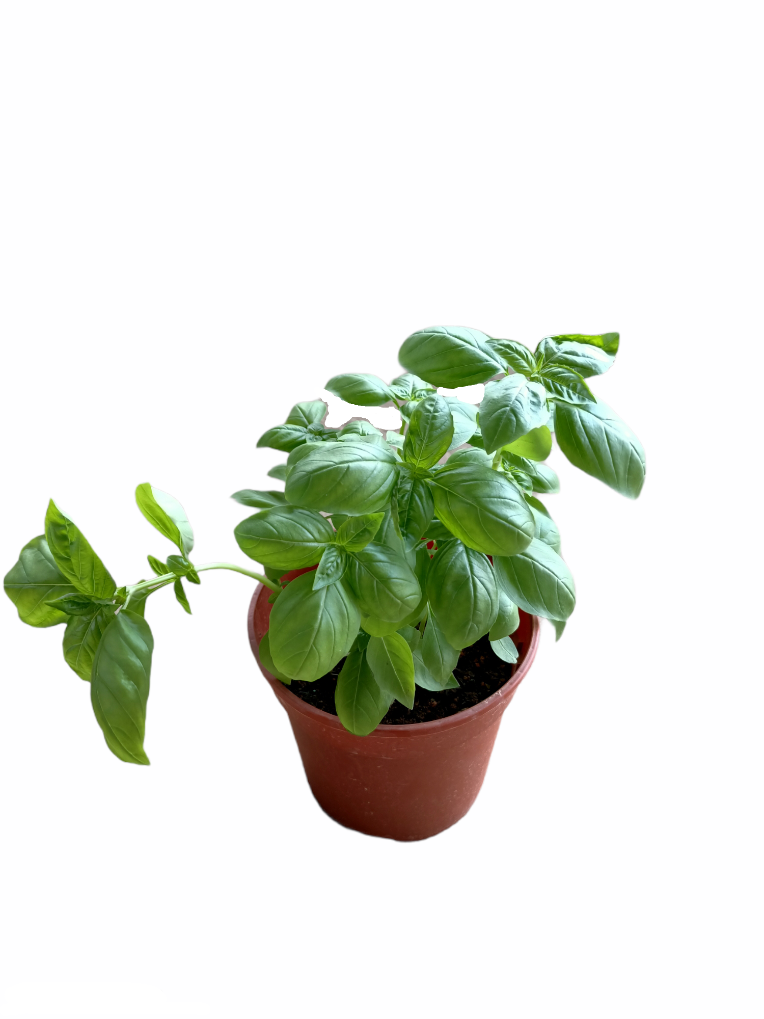 Sweet Basil