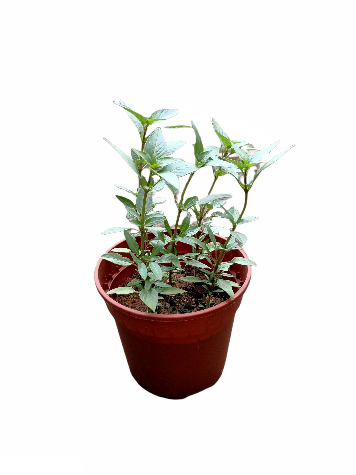 Thai Basil