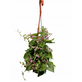 Antigonon Leptopus