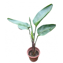Bird of paradise 1.5mht (Strelitzia sp)