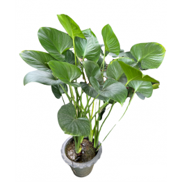 Calla Palustris (1 - 1.2mH)