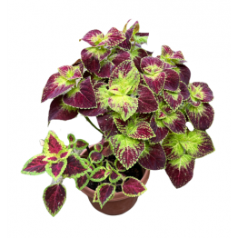 Coleus Dipt in Wine 12C