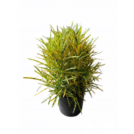Croton 260pot