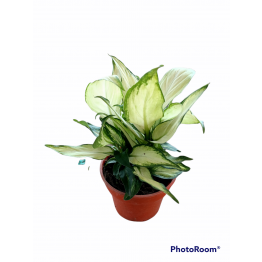 Dieffenbachia Camille 150pot