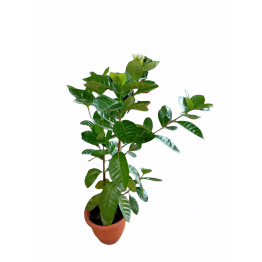 Gardenia 260pot