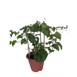 Passion Fruit No 3 pot