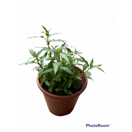 Laksa Leaves