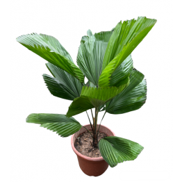 Licuala Grandis 1.0mht