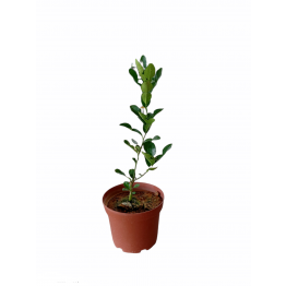 Limau purut 230pot