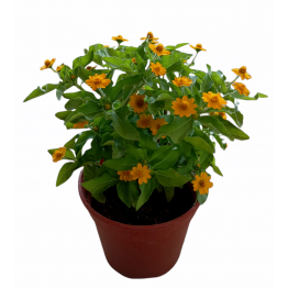 Melampodium Divaricatum (Butter Daisy)