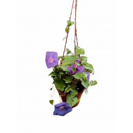 Common Morning Glory