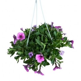 Petunia 220pot