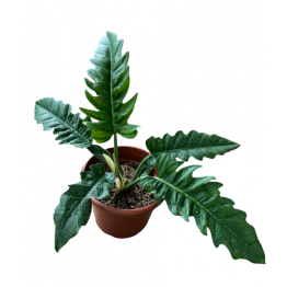 Philodendron Pluto