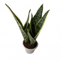 Sanservieria trifasciata 'Laurentii', Snake Plant, Mother-In-Law's Tongue