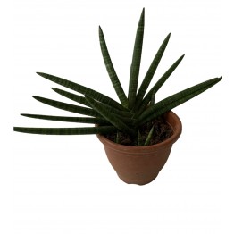 Sansevieria cylindrica
