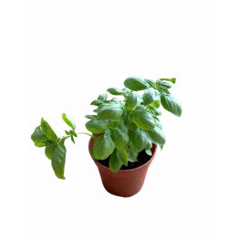 Sweet Basil