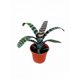 Flaming sword plant